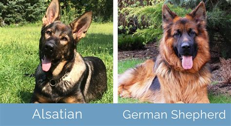 alsatian dog video|alsatian dog vs german shepherd.